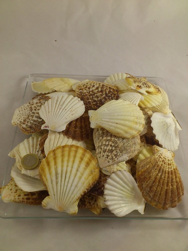 Pecten Radula 5-8 cm 1 kg.